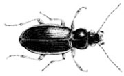 wide beetle.jpeg